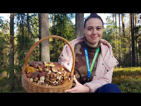 ПОПАЛИ В ЗАГОН ОХОТНИКОВ. МОРОЗ  НО ГРИБЫ ВСЁ ЖЕ НАШЛИ. старое грибное место, сбор маслят