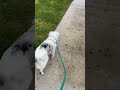 Maggie With a Stick ❤️🔥❤️🔥❤️🔥