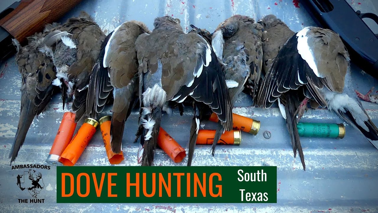 Dove Hunting (South Texas) YouTube