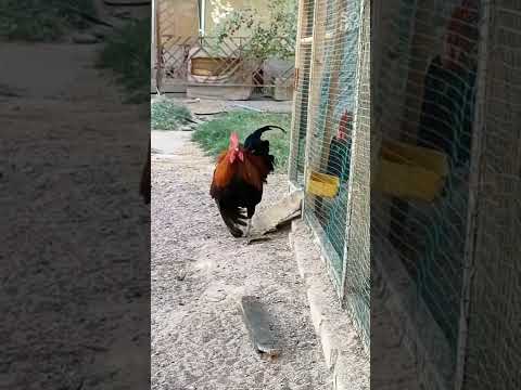 جمال الديك العربي