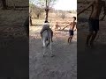 والله اضربك