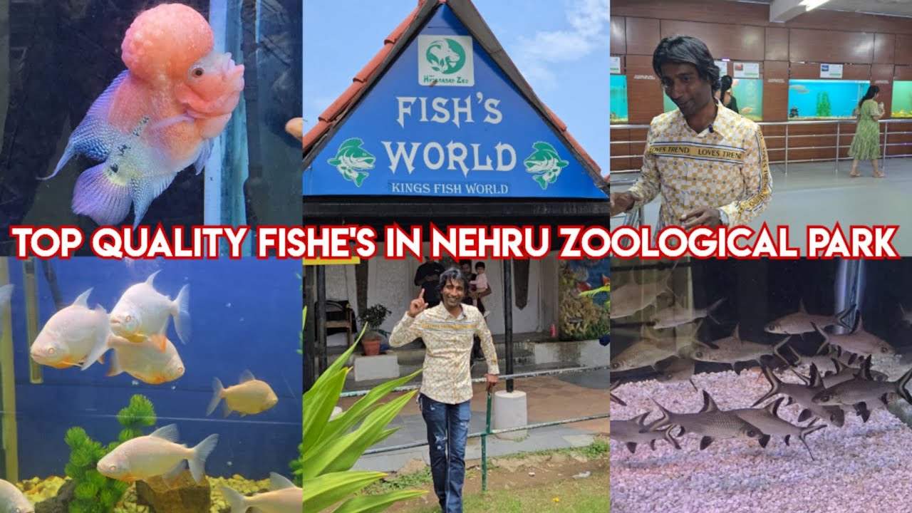 Top Quality Fishe's In Nehru Zoological park Hyderabad ka maintenance karrahe hai king's fish world