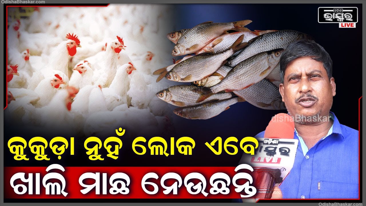 "ବାର୍ଡଫ୍ଲୁ ପାଇଁ ଆମେ ପିପିଲି ନିମାପଡାରୁ ଆଉ କୁକୁଡ଼ା ଆଣୁନୁ ..ଲୋକ ବେଶୀ ମାଛ ଖାଉଛନ୍ତି "