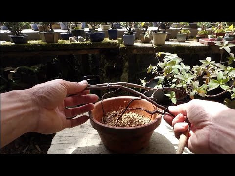 絶品。。山採りリョウブ。 Bonsai diary】 ♯191 山採りしたリョウブを根上り盆栽に仕立てる
