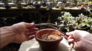 Bonsai diary】 ♯191 山採りしたリョウブを根上り盆栽に仕立てる