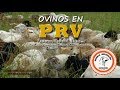 Entrevista: Ovinos en PRV - Granja Jerusalén - Jalisco México