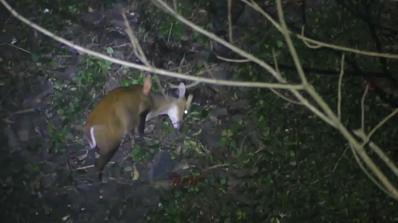 Barking deer in night 3