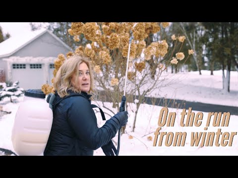 Video: Care Of Late Winter Gardens - Sarcini de grădină pentru sfârșitul iernii