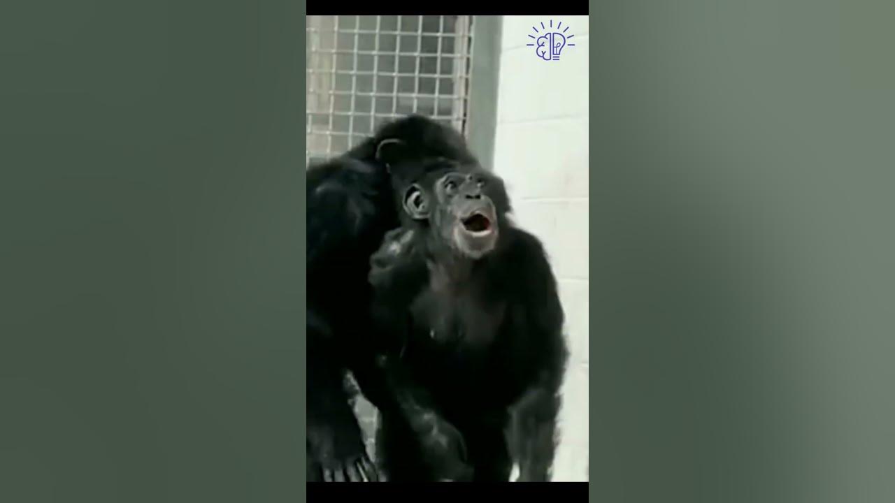 When Chimpanzee sees sky for first time #animals #wholesome #reaction #