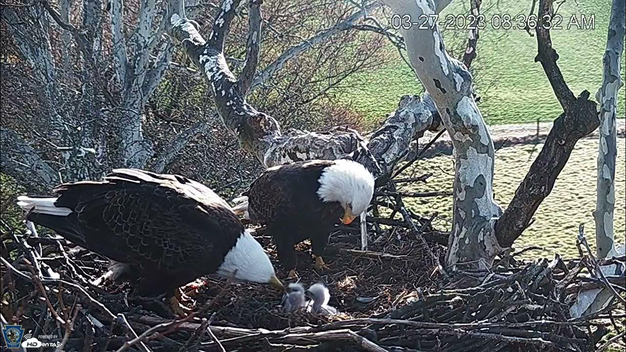 Live Streaming PA Farm Country Bald Eagle Cam HDOnTap com — Mozilla