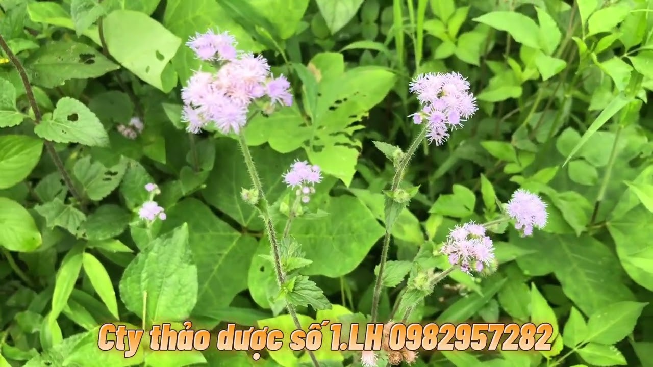 Điều trị viêm xoang tại nhà không tốn một xu và nhiều... - youtube