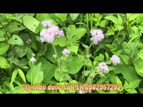 Video Điều trị viêm xoang tại nhà không tốn một xu và nhiều... - youtube