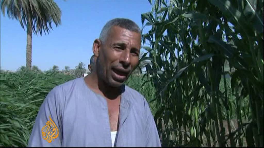 يواجه المزارعون المصريون صعوبات خلال الأزمة