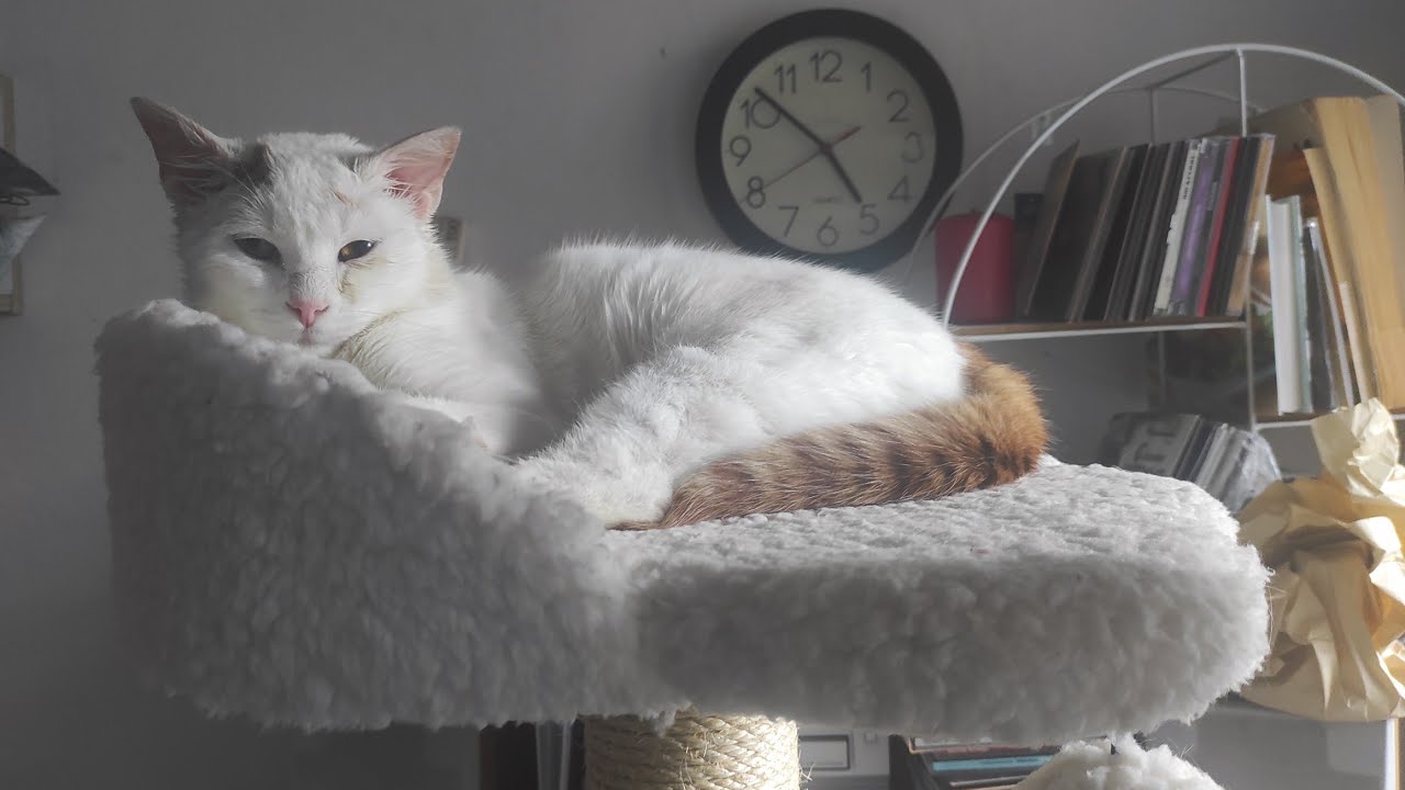 Каспър търси дом!