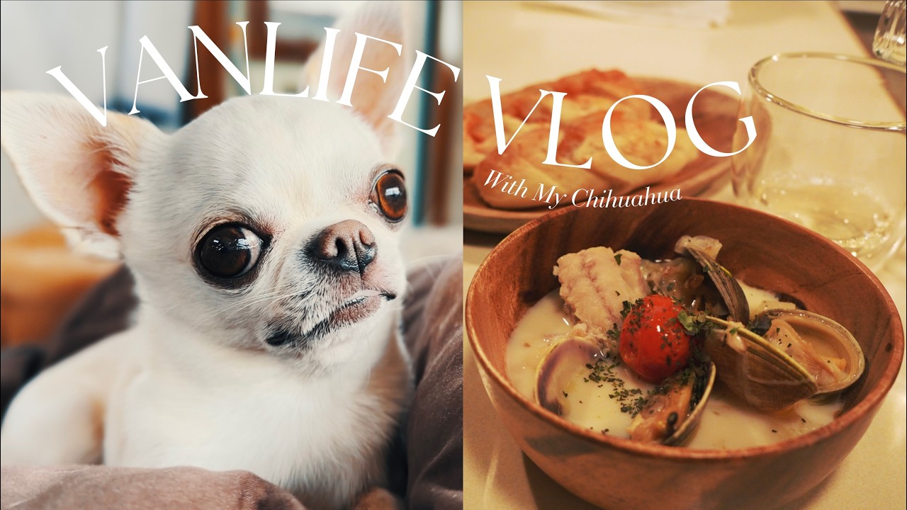 【 北海道余市でチワワとキャンピングカー車中泊】ご当地料理しりべしコトリアードとは？／わんこと入れる小樽のお店／余市ワイナリー／小樽なると屋