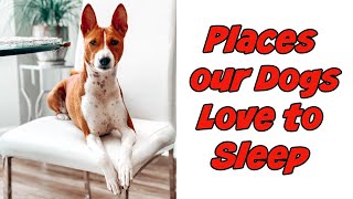 Places Our Dogs Love to Sleep. #shorts by Feenix the Funny Singing Dog 221 views 2 years ago 30 seconds