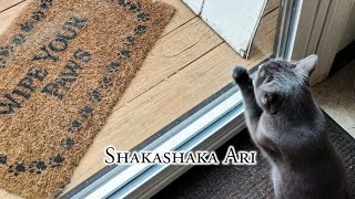 Shakashaka Ari