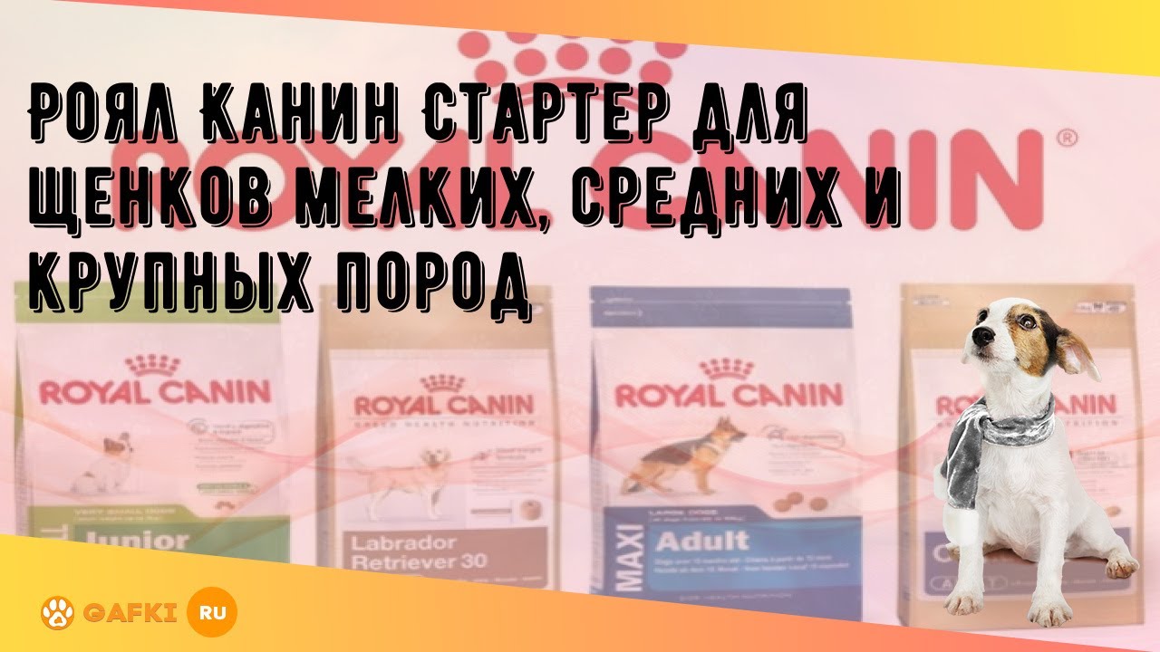 Роял Канин Стартер для щенков мелких, средних и крупных пород - YouTube