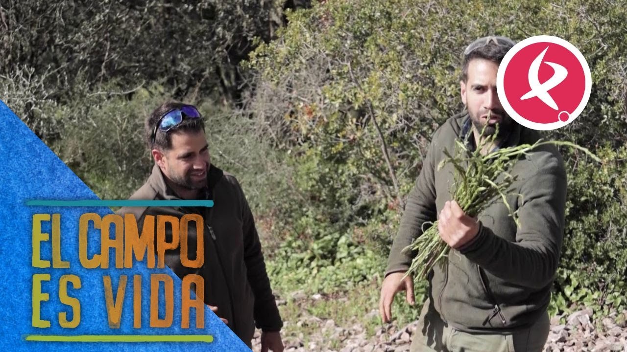 Los Mellis recogen espárragos en la sierra | El campo es vida