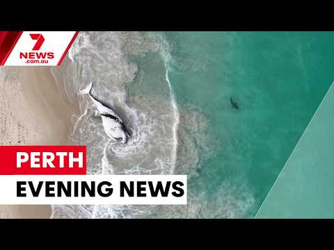 Dead whale on City Beach, Freo sorrowful after loss, interest rate hike expected | 7NEWS