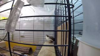 Button quail wake-up call