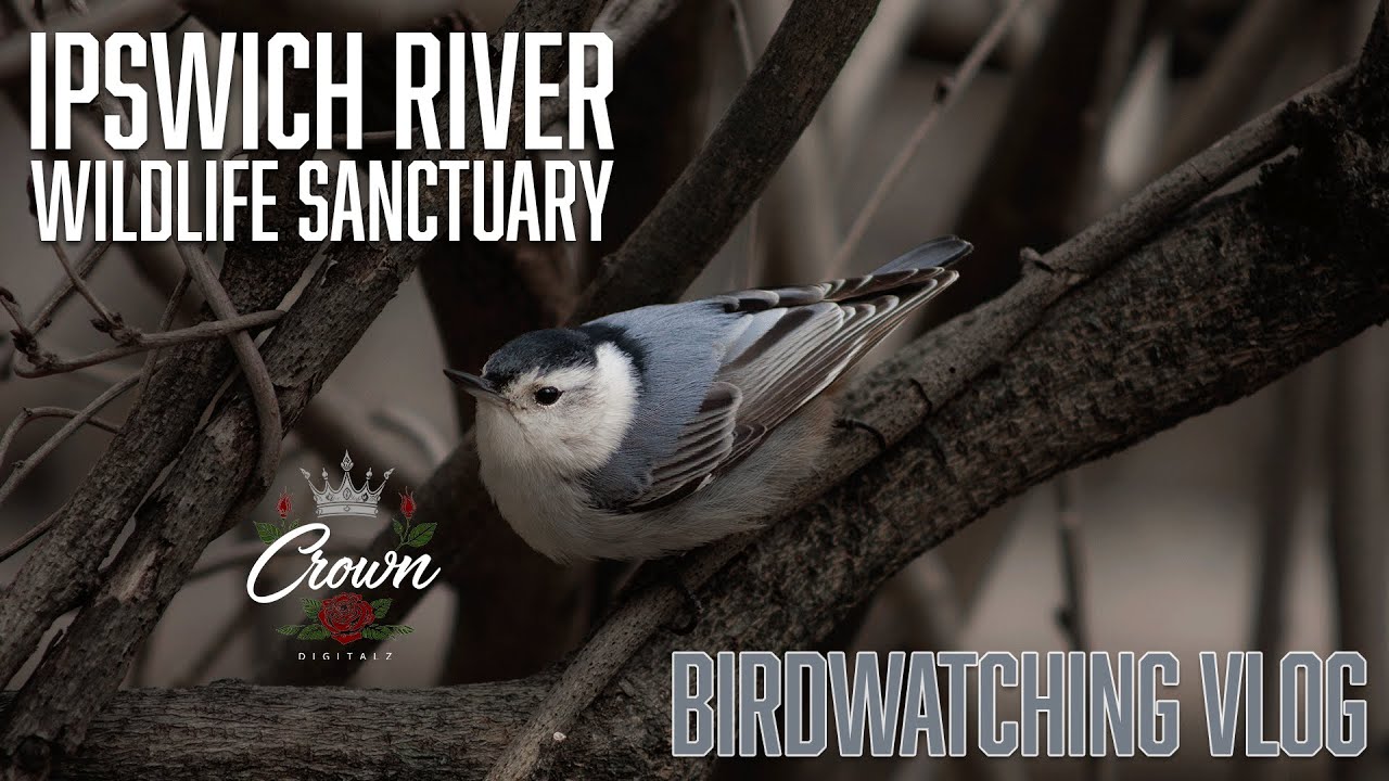 Hiking VLOG | Birdwatching at Ipswich River | Topsfield MA