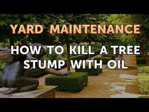 How to Kill a Tree Stump With Oil - YouTube