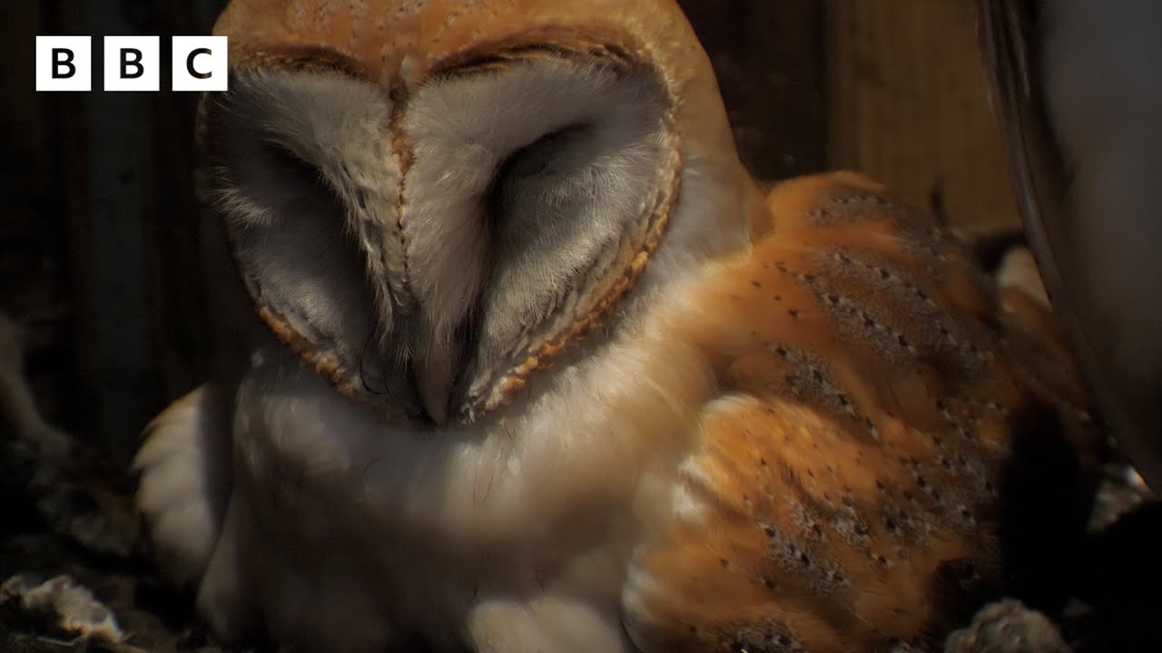 🔴 LIVE wildlife cameras 🐣 13 June 🌺 BBC Springwatch 2024