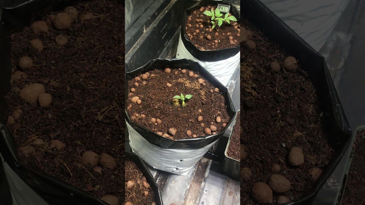 Aglex2000 watt auto flower grow 4x8 BCN Critical xxl