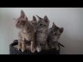 Funny kittens
