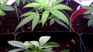 New grow room#2