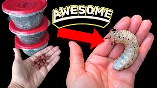 Goliath Beetle Larvae/Grub Care! Feeding and Housing For Happy Giants!
