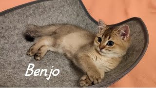 Black Den Tabby Ticked