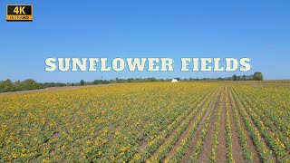 4K Drone Footage - Sunflower Fields