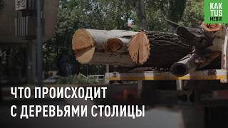 Вырубают деревья? Как в центре Бишкека убирают провода под землю