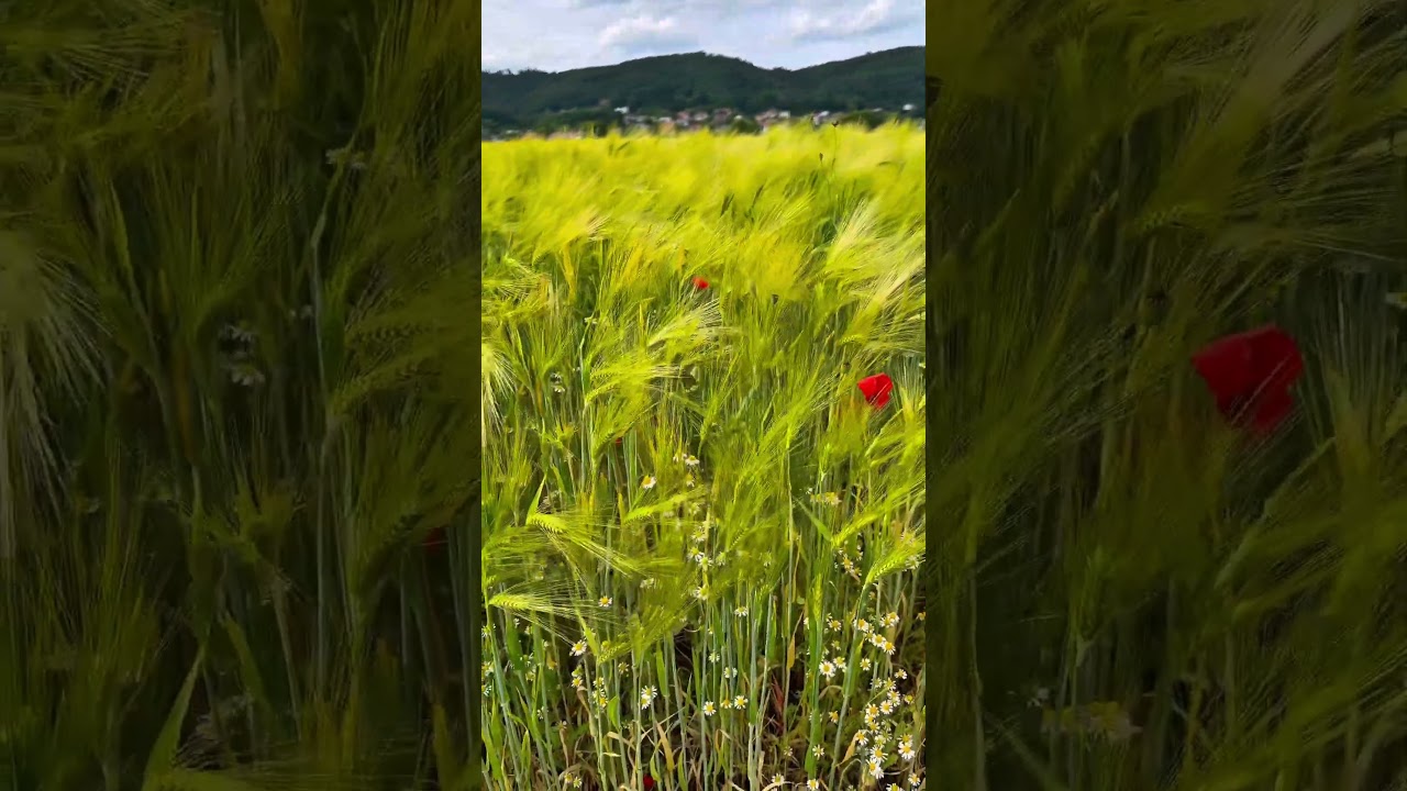 ❤️Country Travel 🧳 Beautiful summer fields 🌾 