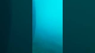 Busselton jetty underwater view (part3)