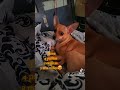 perritos #viral #dogloversdog #perritos