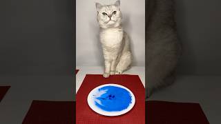 My favorite life hack with water #cuddleclawshow #lifehacks #cute #funny #foryou #catchef #cats