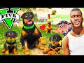 CHOP and His Cute Puppy Story In GTA5 (NEW) || IN HINDI