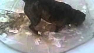 Chilled Out Staffy Eating ????