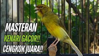 Masteran Kenari Gacor Paling Ampuh & Respon Cepat!! kenari macet bunyi Langsung Nyaut