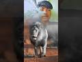 💥हां, एक बाघ (Tiger) 🤔आमने-सामने की लड़ाई में एक शेर (Lion) 🤔को हरा सकता है। अधिकांश वन्यजीव😱