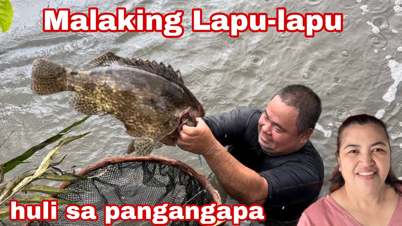 Malalaking  Lapu-lapu at Langisi ang nahuhuli ni Bossing 