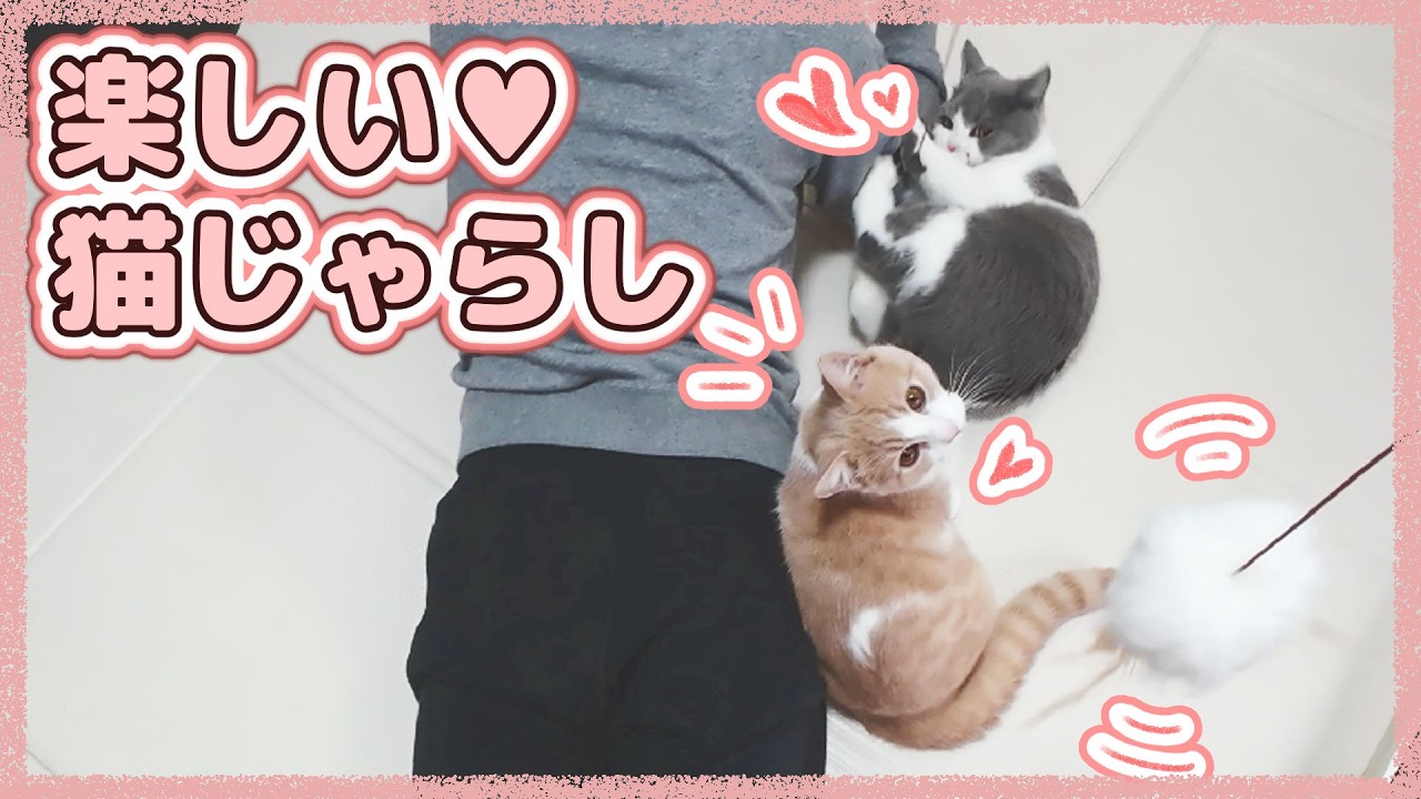 オモチャでたくさん遊ぶ猫たちの日常