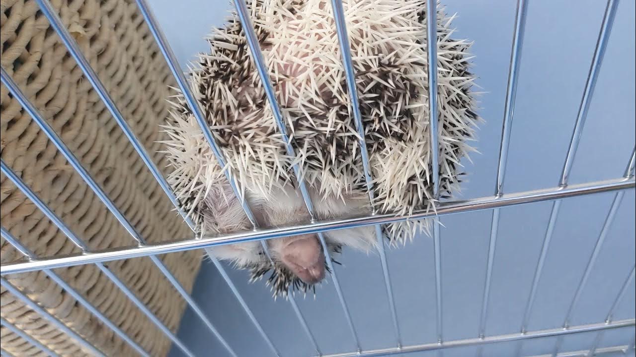 The easy way to cut hedgehog nails YouTube
