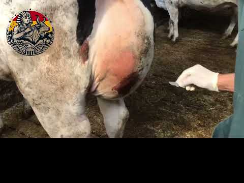 A very large cyst with gallon inside #من_عربية_الريندر  #rindertierarzt_aus_ägypten