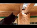 天(先住猫)は天なりに歩み寄ろうとしている They are interested in new member