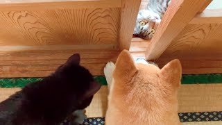 天(先住猫)は天なりに歩み寄ろうとしている They are interested in new member