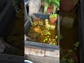 ミナミヌマエビがオタマジャクシに食べられた😭😭😭